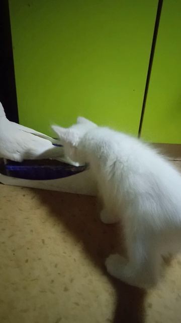 котёнок и голубь