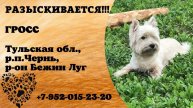 Пропала собака! ГРОСС. Тульская обл., р.п.Чернь.