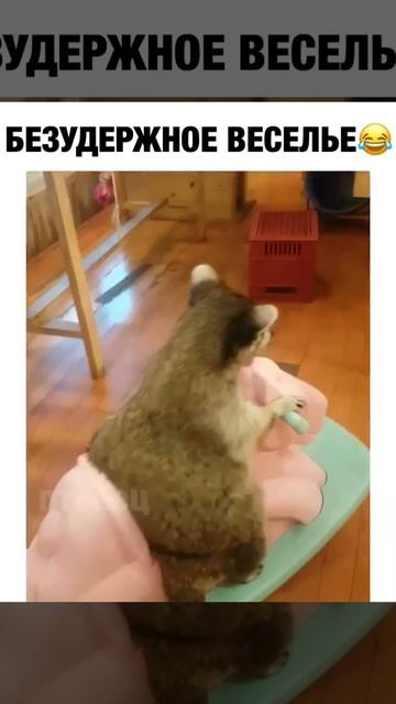 video246243612461