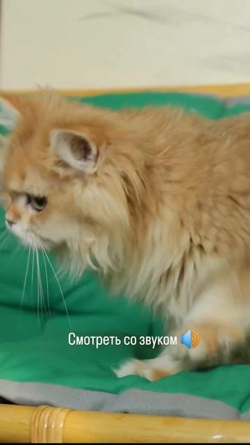Что громче? Перфоратор  точно утверждать не могу этажем выше или мурчанье котёнка?