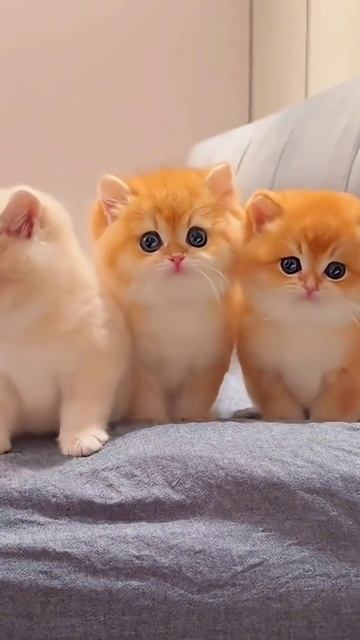 Смешные животные