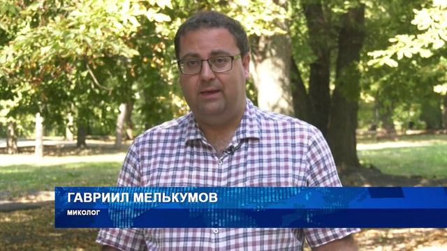 Конец «бабьего лета» - самое время идти за грибами