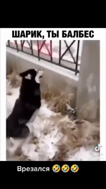 Не самый умный пес))