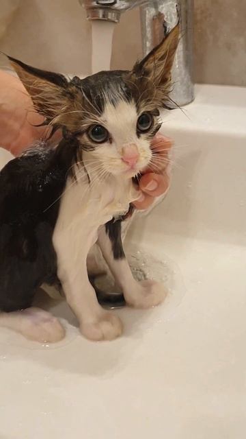 Котёнок моется