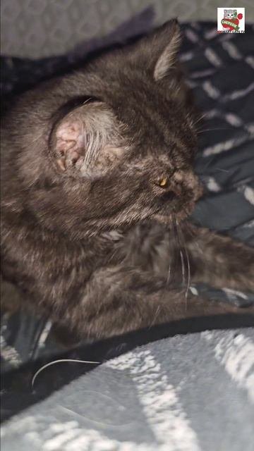 Доброе утро от Пискунчика 🌞❤️🐈⬛