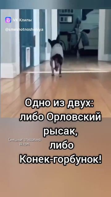 Рысак или горбунёк