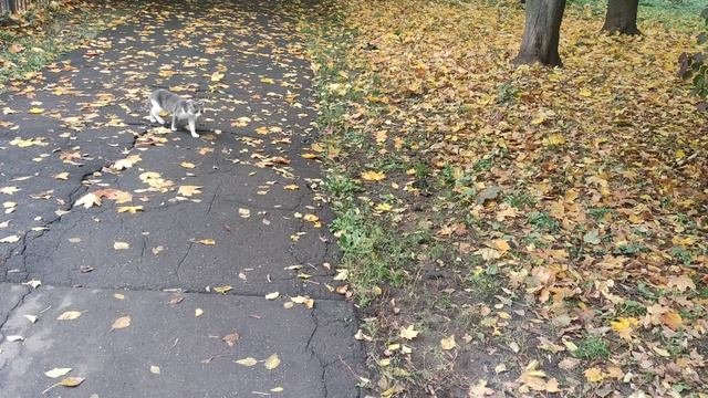 творите 👍 добро помогайте бездомным собакам 🐶 и кошкам 🐱 они нуждаются в вашей помощи