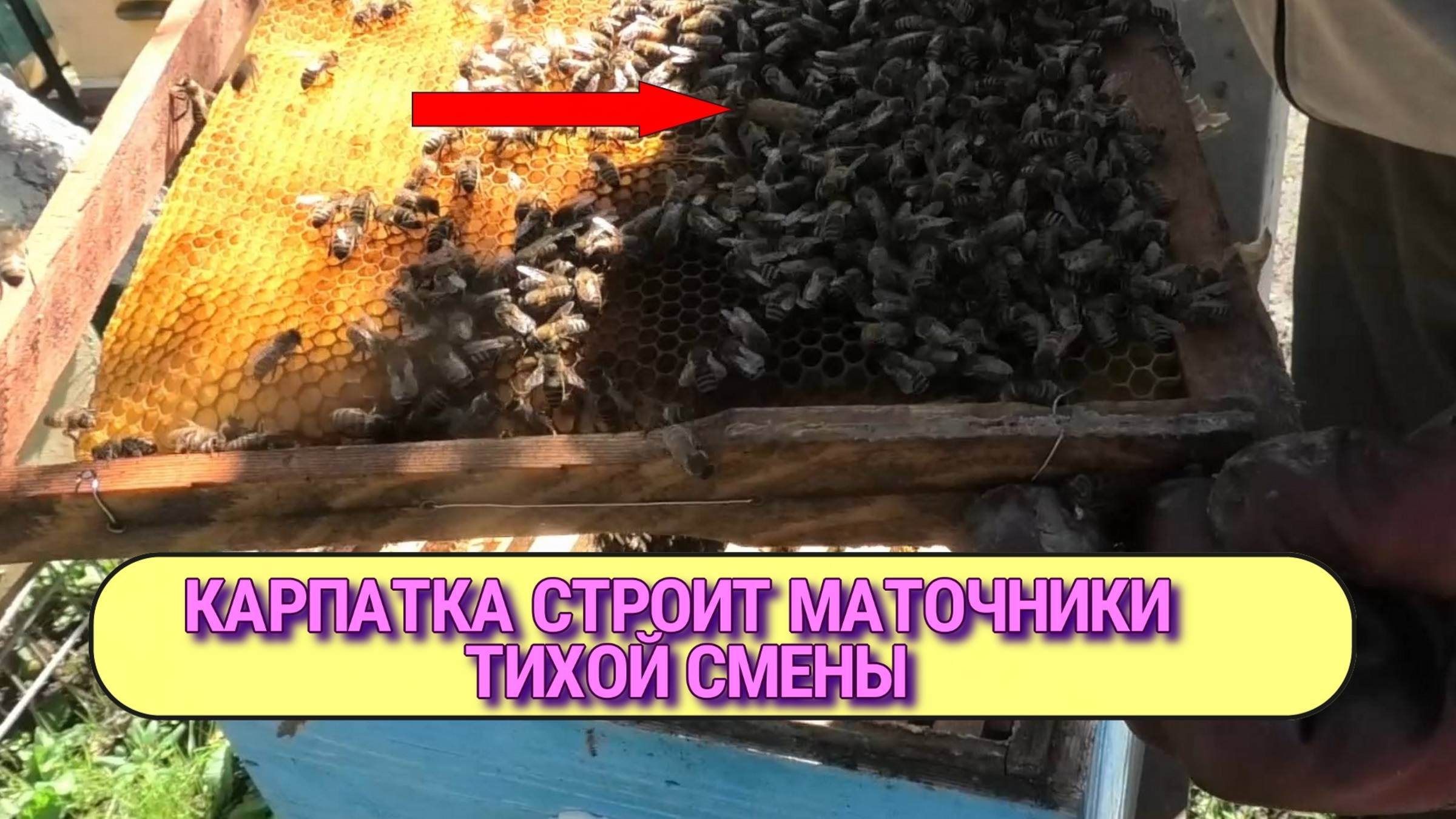 11 ДЕНЬ ИЗОЛЯЦИИ ПЧЕЛИНЫХ МАТОК