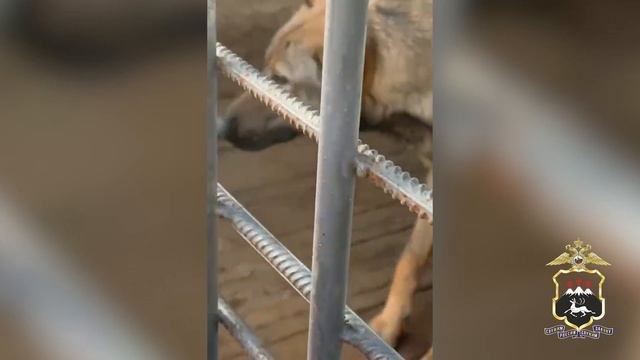 Кинологи полиции на Камчатке рассказали школьникам о своей профессии.mp4