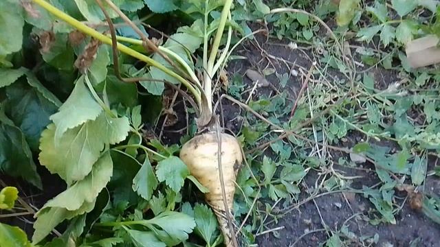 Вырастила Пастернак  #огород #овощи #растетвсе #урожай