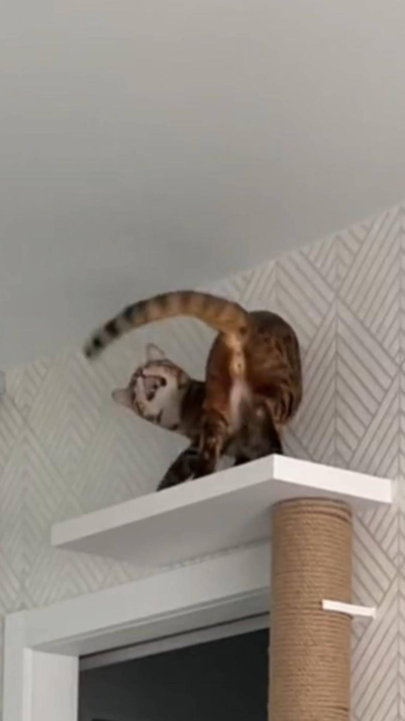 Кот - дурачок 😸🙈 конец вообще 🤣 #cat #funny #shorts