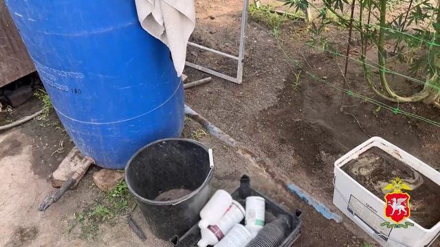 В Крыму полицейские уличили местного жителя в культивировании в теплице 280 кустов «дурман-травы»