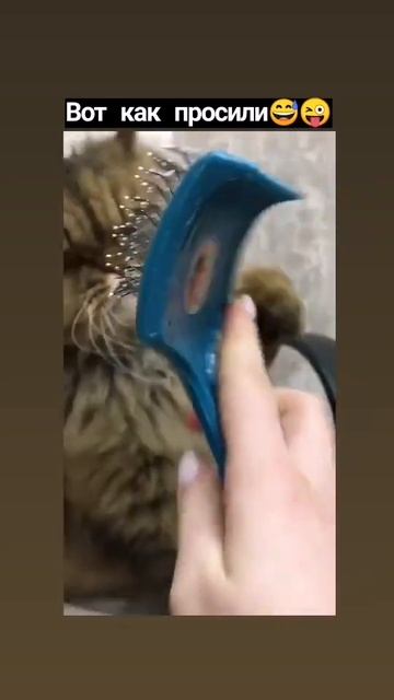 Грозный кот, который не любит расчёски😂