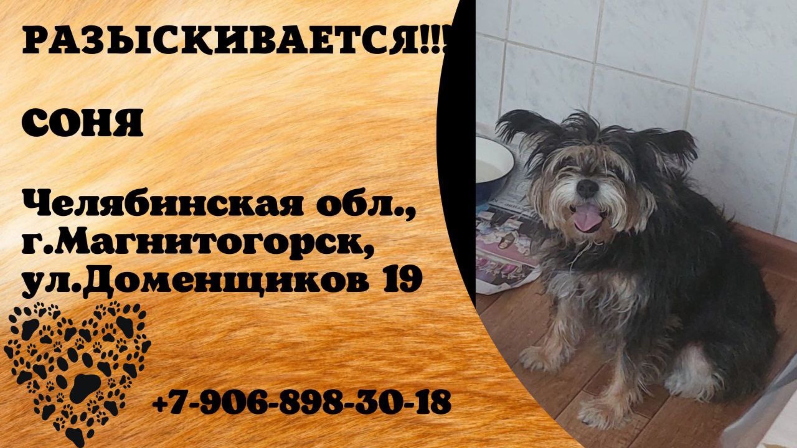 Пропала собака! СОНЯ. Челябинская обл., г.Магнитогорск.