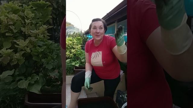 Вместо книги нашла семена ☘️ Надо срочно посеять ☺️