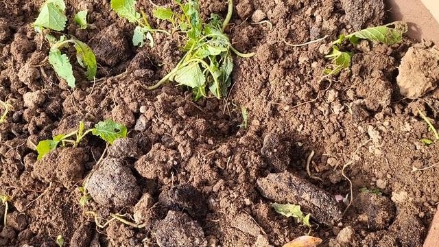 КОГДА И КАК ПРАВИЛЬНО САЖАТЬ ЧЕСНОК