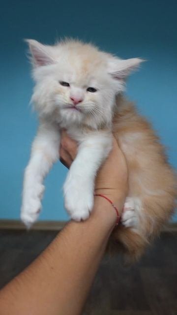Мальчик #мейнкун Халк🥰