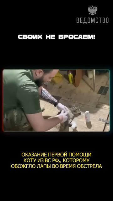 В ходе вражеского обстрела пострадал один из мохнатых бойцов нашего подразделения. Военнослужащим...