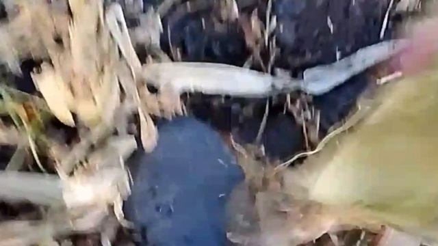 Нашёл метод, как очистить початку кукурузы от зерна.