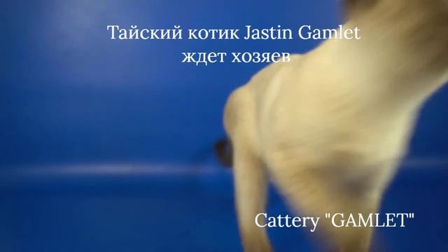 Тайский котик Jastin Gamlet, 4 месяца, сил-пойнт - ждет хозяев!