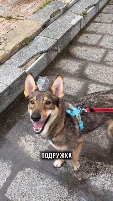 Забирайте девчонок  7 967 138-87-97 Татьяна Авери 7 926 706-81-54 Ксения Дейзи