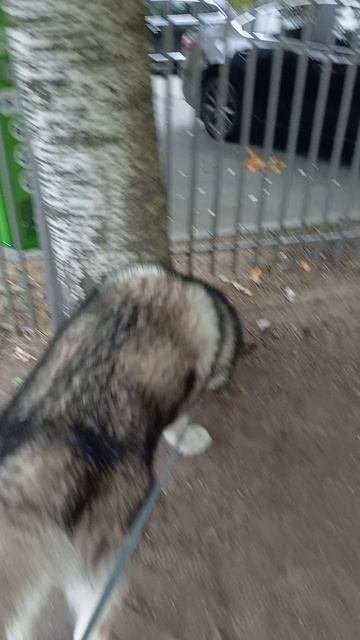 Очень ответственный пёс 🐕 😅🐾🐺 #маламут #собака #животные 08.10.2025 VID_20251008_075643