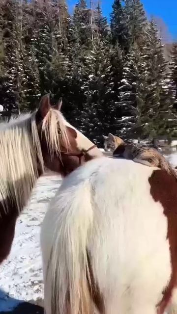 Кот на лошади
