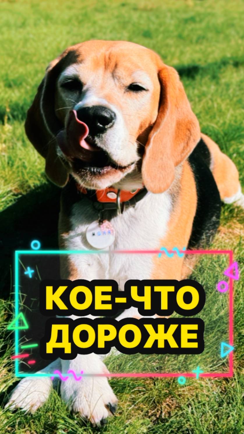 иметь преданного друга - это богатство !