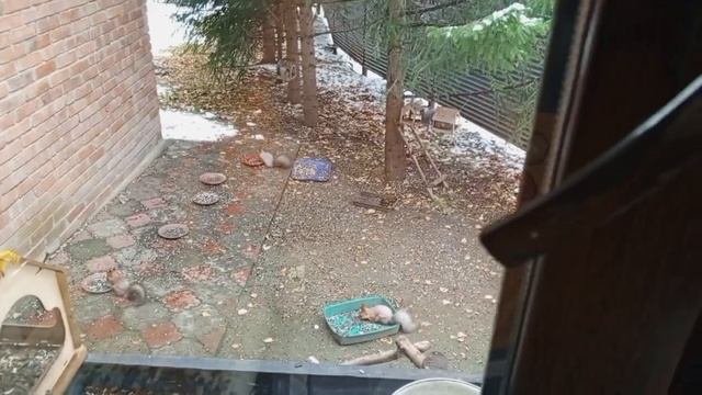 в Сибирь пришла зима