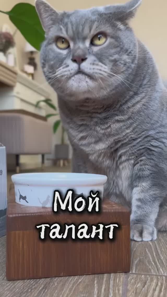 Мой талант