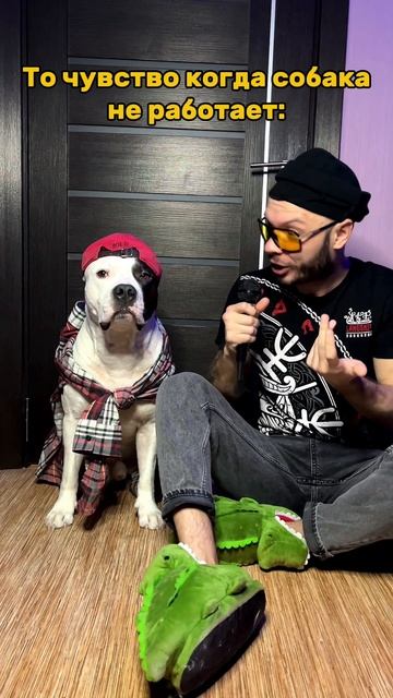 Безработная собака.