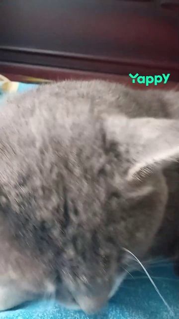 Yappy_download_e7373d9a6ba64e82a7ed77c2b5735159.mp4