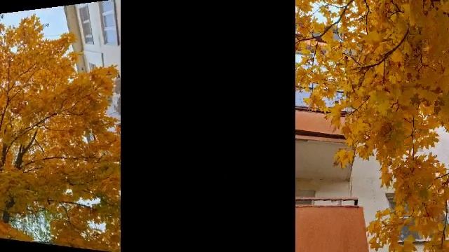 Рыжая крастока осень🧡.mp4