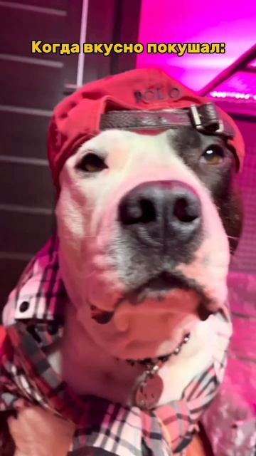 Когда вкусно покушал.