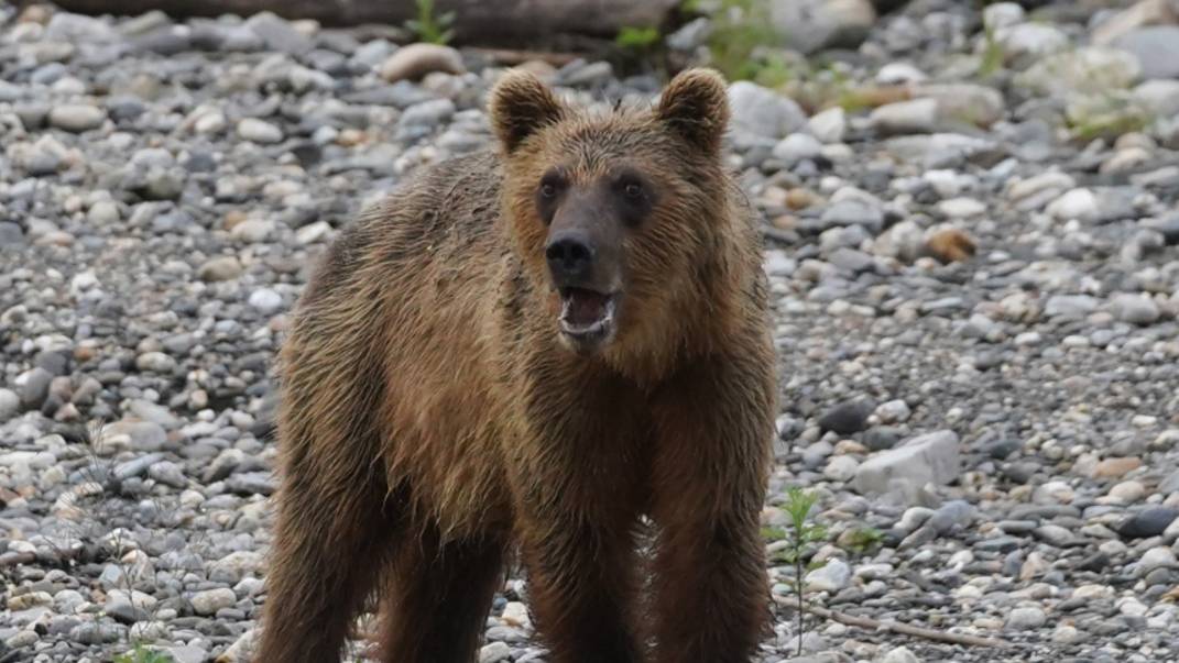 Страна медведей: косолапые держат в страхе окраины Сочи