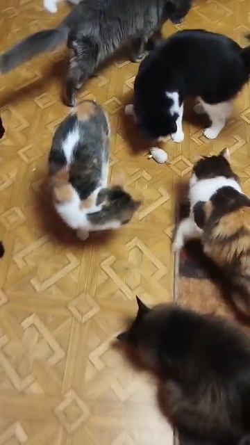 Процесс естественной охоты на макете.