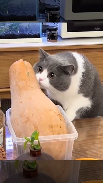 Чё за баклажан