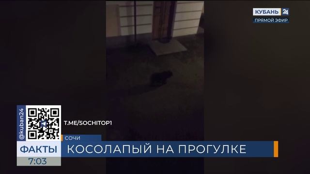 Молодого медведя заметили гуляющим по этнопарку Моя Россия в Сочи
