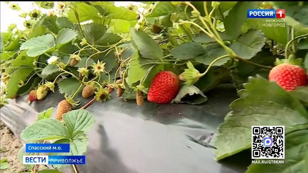 Фермеры из Спасского округа вырастили целую клубничную плантацию
