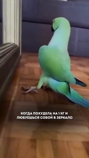 @video_smeshnyе (1).mp4