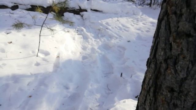 зимний поход 20.02.2020