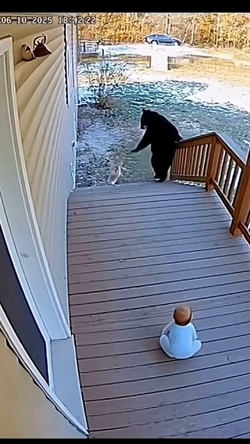кот спас ребёнка от медведя 🐻