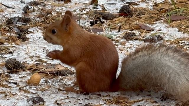 Снова парк и белки - часть 6
