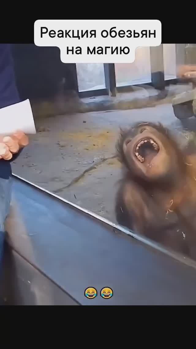 Прикольные обезьяны 🤣