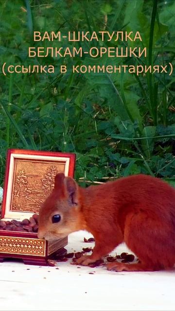 БЕЛКАМ ОРЕШКИ