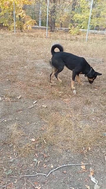 Вкусная веточка #dog #puppy #playtime #dogfriendship #dogs #cutepuppy #funnydogs #playfulpuppy #pet
