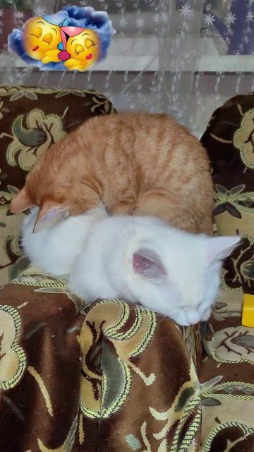 Спящие котята. Посмотрите, какая красота. #котенок #котята