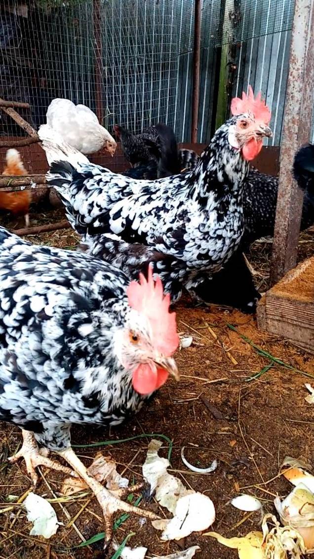 ОБЯЗАТЕЛЬНО добавляйте в корм курам.