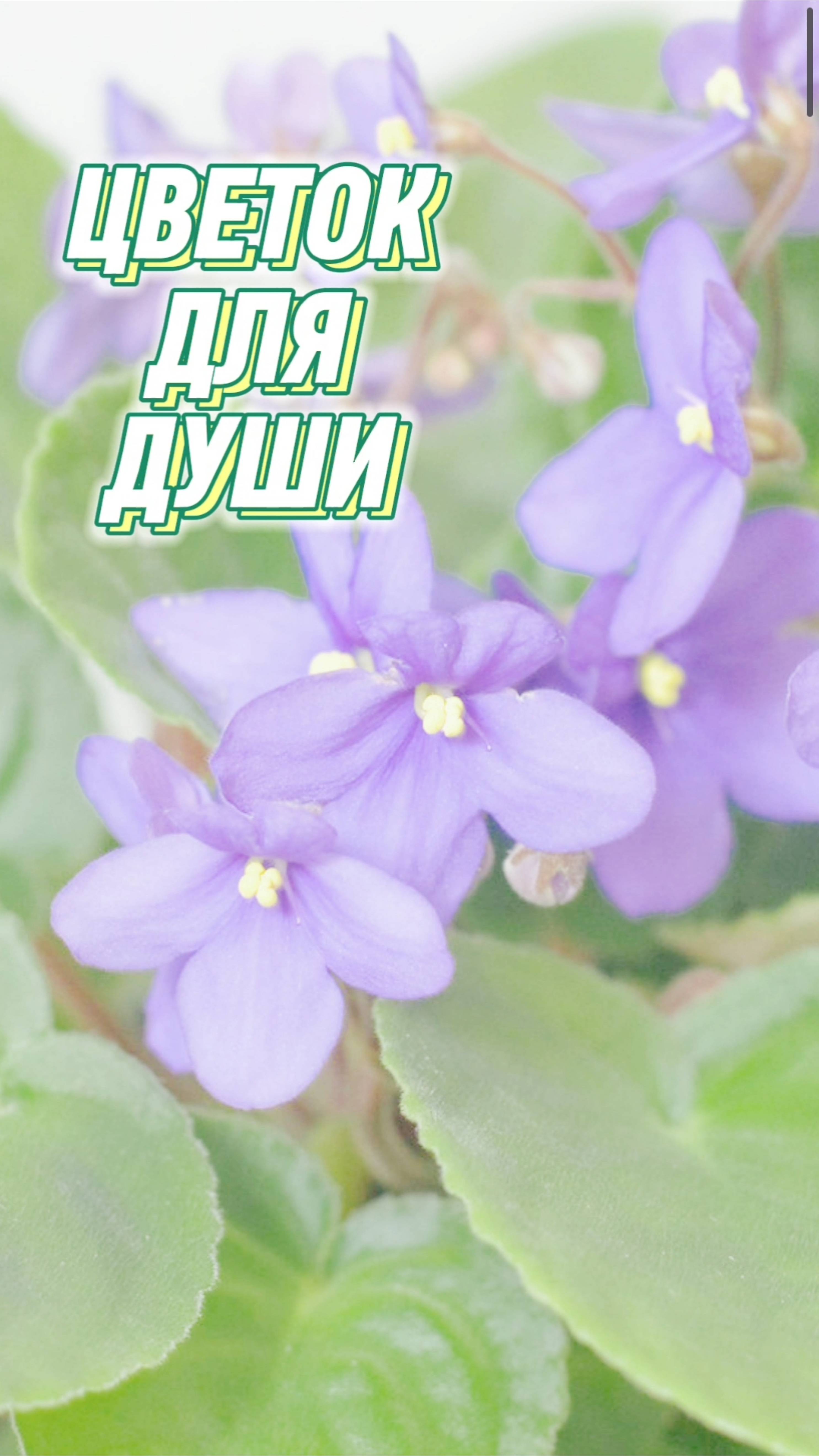 Этот маленький цветок умеет поднимать настроение и очищать атмосферу
