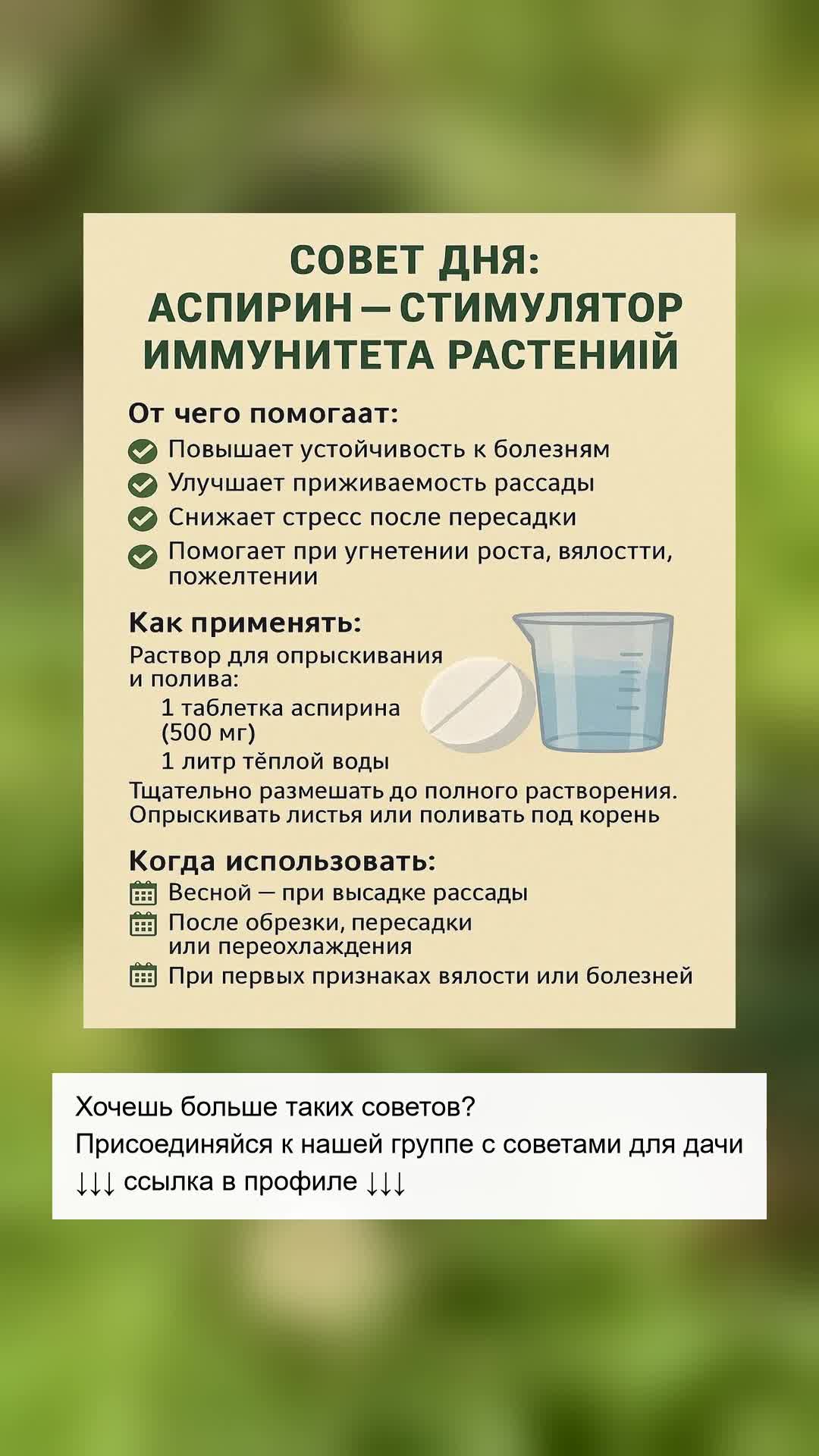 Секрет дачников: аспирин для растений